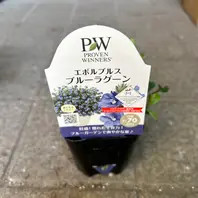 アメリカンブルー様 おまとめ アメリカンブルー様 おまとめ