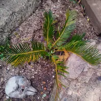 ソテツのそだレポ（栽培レポート）｜植物図鑑｜みんなの趣味の園芸