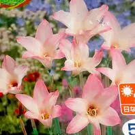ハブランサスとは｜育て方がわかる植物図鑑｜みんなの趣味の園芸