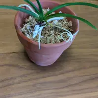 フウランのそだレポ（栽培レポート）〔2ページ目〕｜植物図鑑