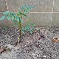 皇帝ダリアのそだレポ（栽培レポート）｜植物図鑑｜みんなの趣味