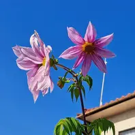 皇帝ダリアとは｜育て方がわかる植物図鑑｜みんなの趣味の園芸（NHK出版）