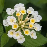 ランタナとは｜育て方がわかる植物図鑑｜みんなの趣味の園芸（NHK出版）