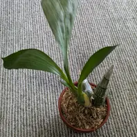 タケノコ蘭Catasetum SVO カタセタム Catasetum (Ctsm.) tenebrosum : 花咲かじいちゃん洋らん栽培