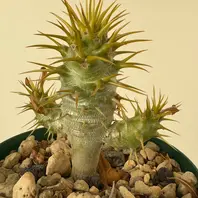 パキポディウム'タッキー'の基本情報・育て方｜多肉植物・サボテン図鑑