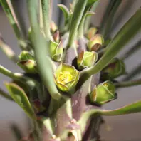 ユーフォルビア白樺キリンの基本情報・育て方｜多肉植物