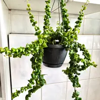 エスキナンサスの育て方・栽培方法｜植物図鑑｜みんなの趣味の園芸