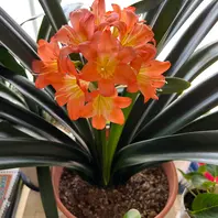 クンシランの種類（原種、品種）｜植物図鑑｜みんなの趣味の園芸（NHK