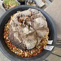 ディオスコレア亀甲竜の基本情報・育て方｜多肉植物・サボテン