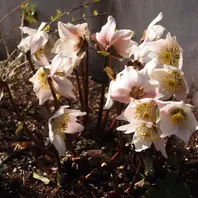 ヘレボルス・ニゲルとは｜育て方がわかる植物図鑑｜みんなの趣味の園芸