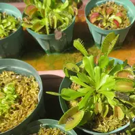 ハエトリグサとは｜育て方がわかる植物図鑑｜みんなの趣味の園芸