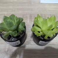 ハオルチア'毛蟹'の基本情報・育て方｜多肉植物・サボテン図鑑