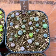 コノフィツム・ウィッテベルゲンセの基本情報・育て方｜多肉植物