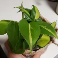 フィロデンドロンとは｜育て方がわかる植物図鑑｜みんなの趣味の園芸