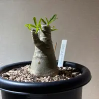 アデニウム・オベスムの基本情報・育て方｜多肉植物・サボテン図鑑