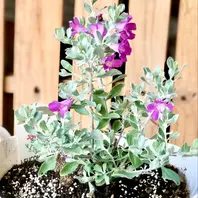 レウコフィラムの育て方・栽培方法｜植物図鑑｜みんなの趣味の園芸