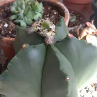 アストロフィツムストロンギロゴナムの基本情報・育て方｜多肉植物