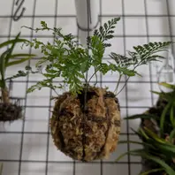 シノブ、トキワシノブの種類（原種、品種）｜植物図鑑｜みんなの趣味の