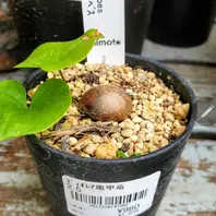 ディオスコレア亀甲竜の基本情報・育て方｜多肉植物・サボテン図鑑