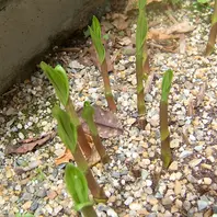 エビネ（夏咲き）とは｜育て方がわかる植物図鑑｜みんなの趣味の園芸