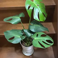 モンステラとは｜育て方がわかる植物図鑑｜みんなの趣味の園芸（NHK出版）