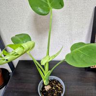 モンステラのそだレポ（栽培レポート）〔2ページ目〕｜植物図鑑