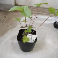 ワイルドストロベリーとは｜育て方がわかる植物図鑑｜みんなの趣味の