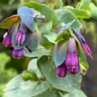 セリンセ・マヨールの育て方・栽培方法｜植物図鑑｜みんなの趣味の園芸