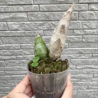 カタセタムの種類（原種、品種）｜植物図鑑｜みんなの趣味の園芸（NHK