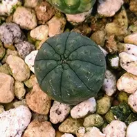 ユーフォルビア・ホリダの基本情報・育て方｜多肉植物・サボテン図鑑
