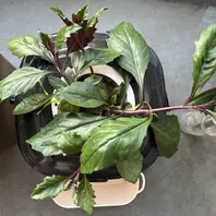 金時草とは｜育て方がわかる植物図鑑｜みんなの趣味の園芸（NHK出版）