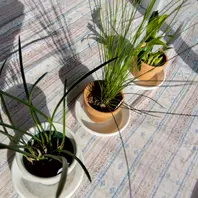 デンドロキラムの育て方・栽培方法｜植物図鑑｜みんなの趣味の園芸