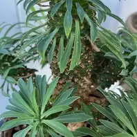 ソテツのそだレポ（栽培レポート）｜植物図鑑｜みんなの趣味の園芸