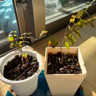 ジャボチカバのそだレポ（栽培レポート）｜植物図鑑｜みんなの趣味の園芸