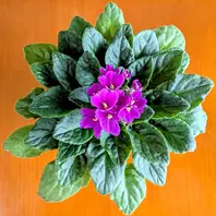 セントポーリアの育て方・栽培方法｜植物図鑑｜みんなの趣味の園芸