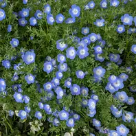 ネモフィラの種類（原種、品種）｜植物図鑑｜みんなの趣味の園芸（NHK