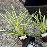 オリヅルランとは｜育て方がわかる植物図鑑｜みんなの趣味の園芸（NHK