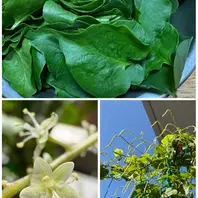 オカワカメの育て方・栽培方法｜植物図鑑｜みんなの趣味の園芸（NHK出版）