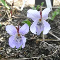 スミレの種類（原種、品種）｜植物図鑑｜みんなの趣味の園芸（NHK出版）