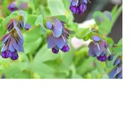 セリンセ・マヨールの種類（原種、品種）｜植物図鑑｜みんなの趣味の