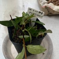 カロライナジャスミンの種類（原種、品種）｜植物図鑑｜みんなの趣味の