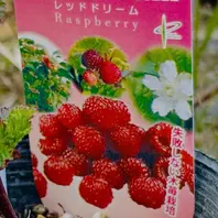 ラズベリーの種類（原種、品種）｜植物図鑑｜みんなの趣味の園芸（NHK