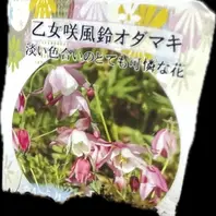 ミヤマオダマキとは｜育て方がわかる植物図鑑｜みんなの趣味の園芸
