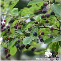 ジューンベリーの種類（原種、品種）｜植物図鑑｜みんなの趣味の園芸