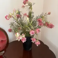 セルリアの種類（原種、品種）｜植物図鑑｜みんなの趣味の園芸（NHK出版）
