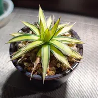 アガベ・ユタエンシス・エボリスピナの基本情報・育て方｜多肉植物