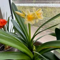 クンシランの種類（原種、品種）｜植物図鑑｜みんなの趣味の園芸（NHK