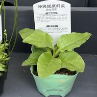 オカワカメの育て方・栽培方法｜植物図鑑｜みんなの趣味の園芸（NHK出版）