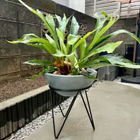 ビカクシダの種類（原種、品種）｜植物図鑑｜みんなの趣味の園芸（NHK