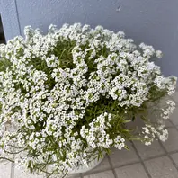 スイートアリッサムとは｜育て方がわかる植物図鑑｜みんなの趣味の園芸